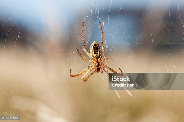 Spider Stock Photo - Download Image Now - Animal, Animal Body Part, Animal Leg