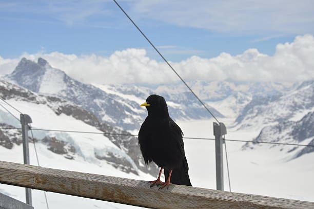 istock crow on Jungfrau mountain 518277975