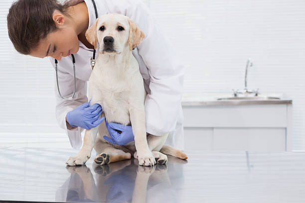 istock Veterinarian examining a cute dog 518278245