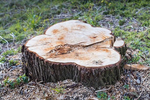 istock Closeup of a sawed tree 518278343
