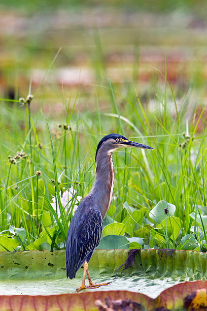istock Striated Heron on a Victoria Lily Pad 518278387