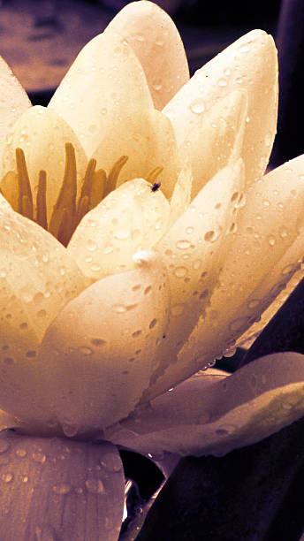 istock Lotus - Water Lily 518278483