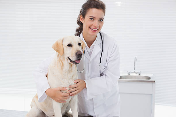 istock Happy veterinarian examining a cute dog 518278521