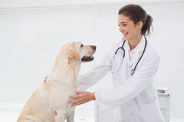 istock Smiling veterinarian examining a cute dog 518278527