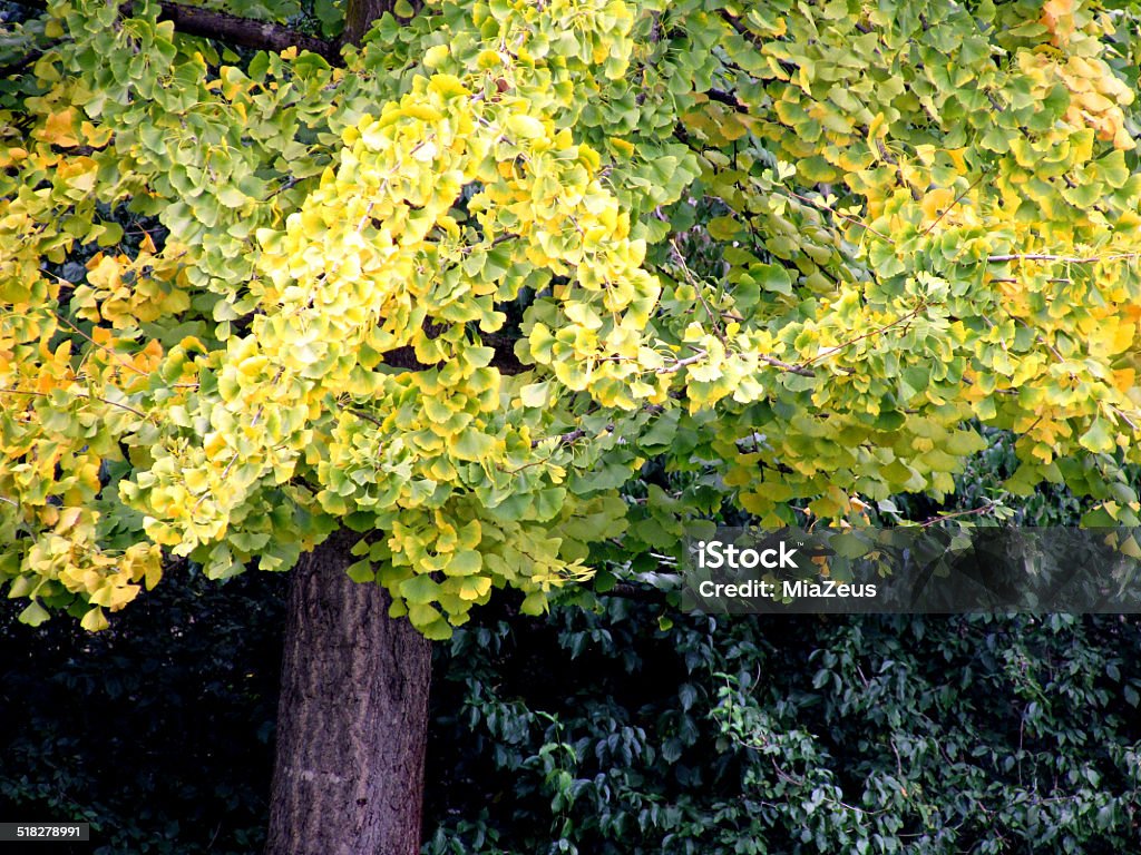 Ginkgo Biloba Ginkgo Biloba autumn yellow leaves Alternative Medicine Stock Photo