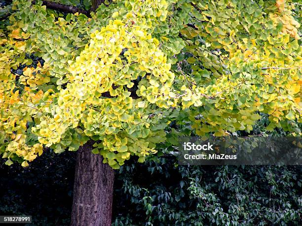 Ginkgo Biloba Stock Photo - Download Image Now - Alternative Medicine, Autumn, Back Lit