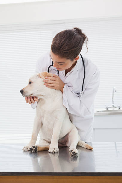 istock Veterinarian examining a cute dog 518279295