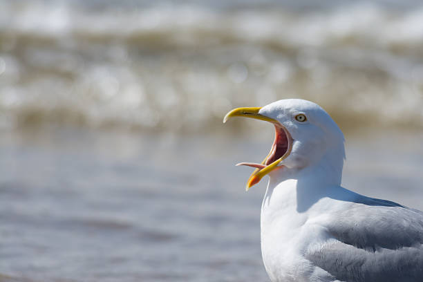istock Seagull calling with tongue showing 518279400