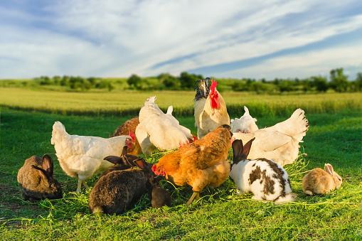 A shot of poultry and rabbits on the grass,  eats together, with blurry wheat field and cloudy blue sky in the background.