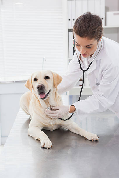 istock Cheerful veterinarian examining a cute labrador 518279555