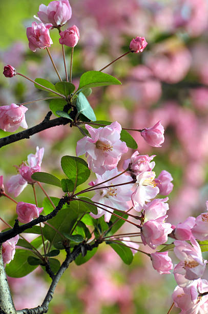 istock Beauty in nature 518279594