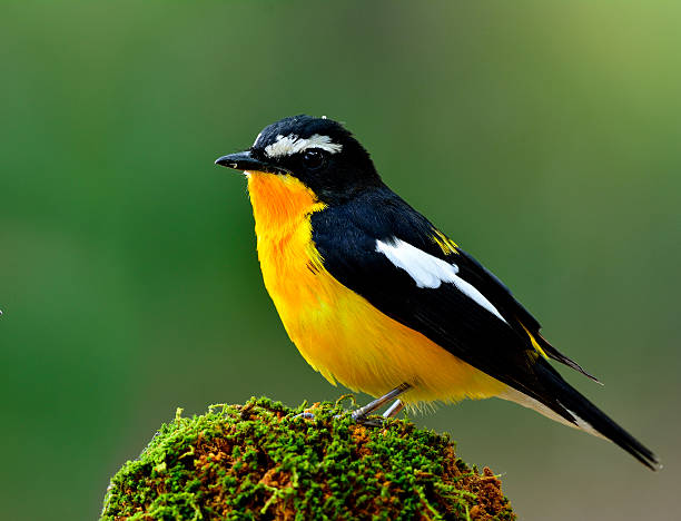 istock Yellow-rumped flycatcher (Ficedula zanthopygia) the beautiful ye 518279742