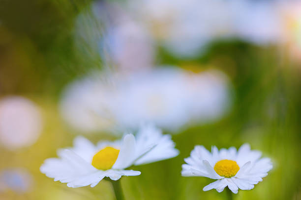 istock Daisy flowers in the field 518279758