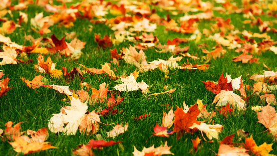 Fallen maple leaves on green grass.