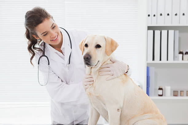istock Cheerful veterinarian examining a cute dog 518279849
