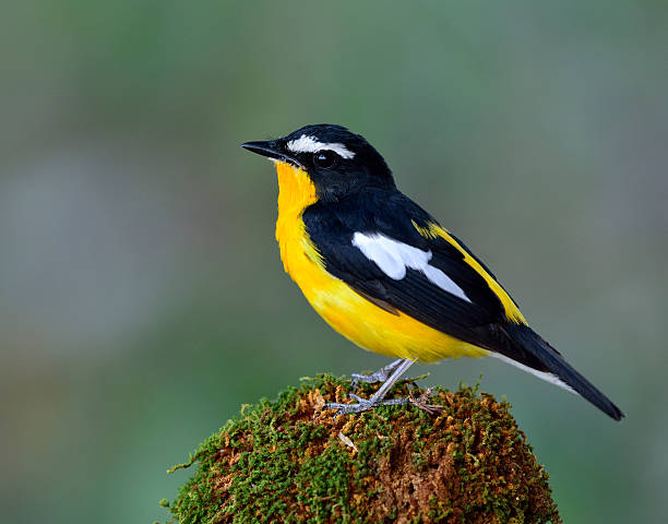 istock Yellow-rumped flycatcher (Ficedula zanthopygia) the beautiful ye 518279984