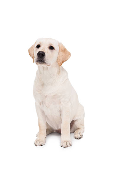 istock Cute dog sitting alone and looking up 518280095