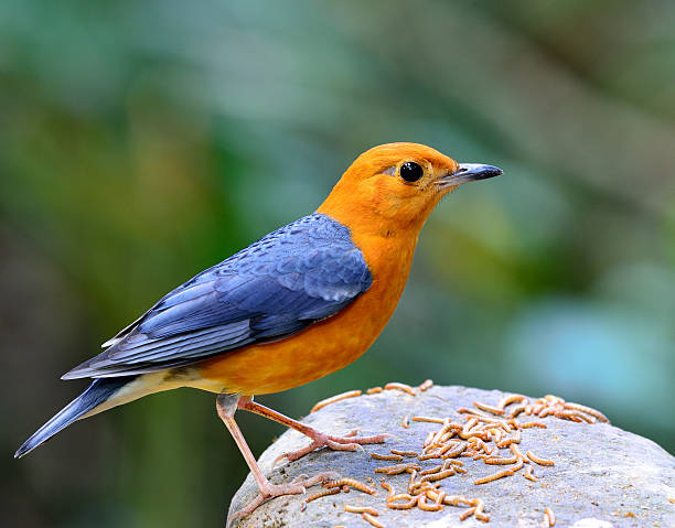 Orange-headed Thrush (Geokichla citrina) the beautiful orange Orange-headed Thrush (Geokichla citrina) the beautiful orange and yellow bird with grey wings standing on the rock with many worm meals beside his feet orange headed thrush bird stock pictures, royalty-free photos & images