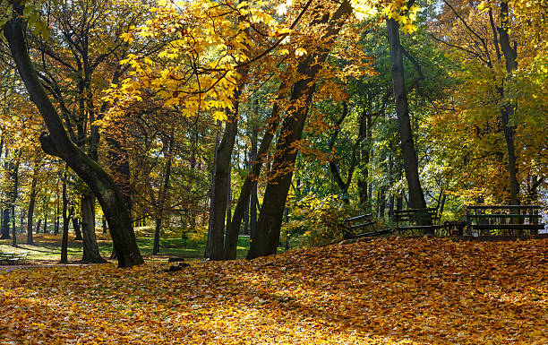 istock Autumn city park. 518280642