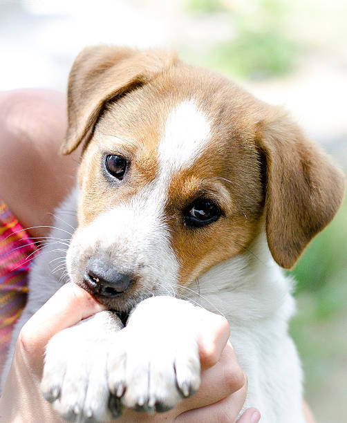 istock Redhead homeless puppy in her arms 518280691