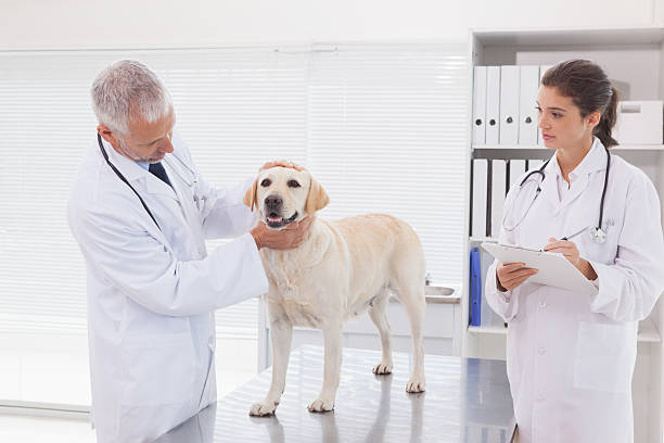 istock Veterinarian coworker examining a dog 518280951