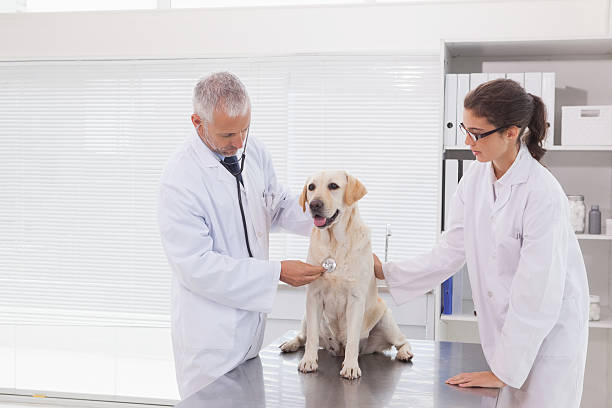 istock Vet coworker examining a cute dog 518280977