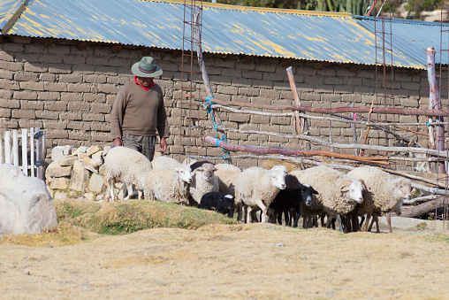 Challapampa , Bolivia - August 20, 2015: Rural life at Challapampa village on the Island of the Sun, Titicaca Lake, Bolivia. About 800 families live on the island. They speak Aymara and Quechua language.