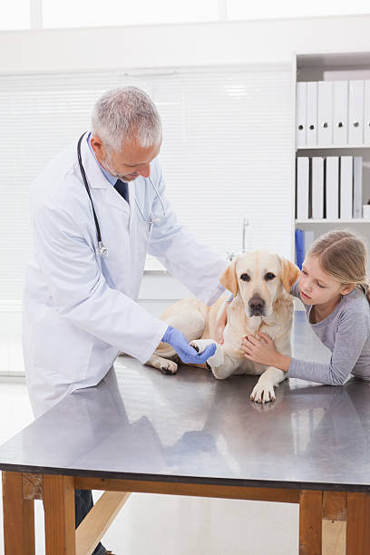 istock Vet examining a dog with its owner 518281397