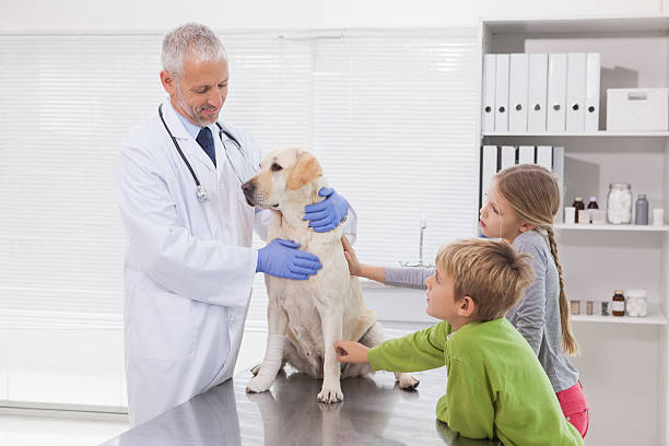 istock Vet examining a dog with its owners 518281409