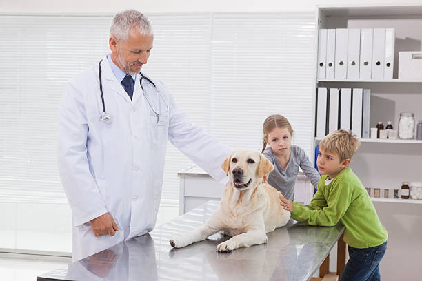 istock Vet examining a dog with its owners 518281413