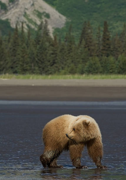 istock Grizzly bear walking in shallow water 518281492