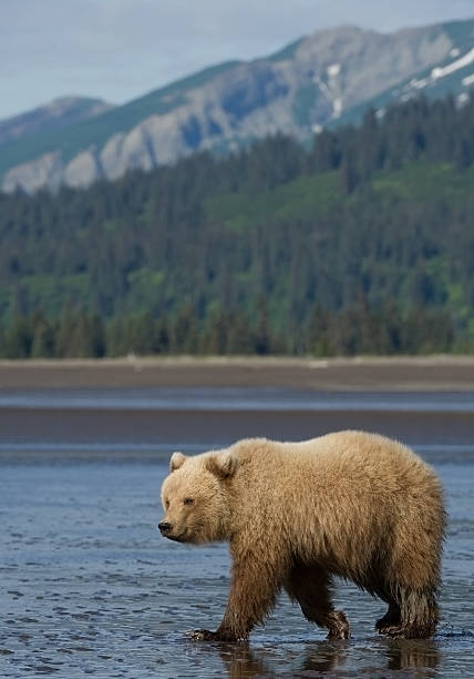 istock Grizzly bear walking in shallow water 518281522