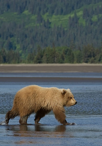 istock Grizzly bear walking in shallow water 518281574