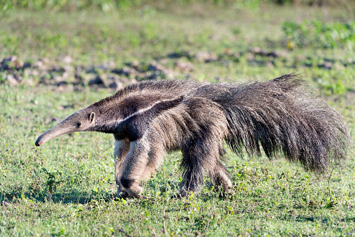 The giant anteater (Myrmecophaga tridactyla) is a spectacular creature specially adapted for eating ants and termites, with a long snout, a very long, sticky tongue, three sharp claws on its front feet for ripping open ant and termite nests, and a keen sense of smell for finding them. It walks on its front knuckles to keep its claws out of the way.  It is widely distribute from southern Mexico throughout much of lowland South America, but is listed as Vulnerable on the IUCN Red List due to habitat loss and persecution by man. This individual is in the Pantanal, Mato Grosso State, Brazil.