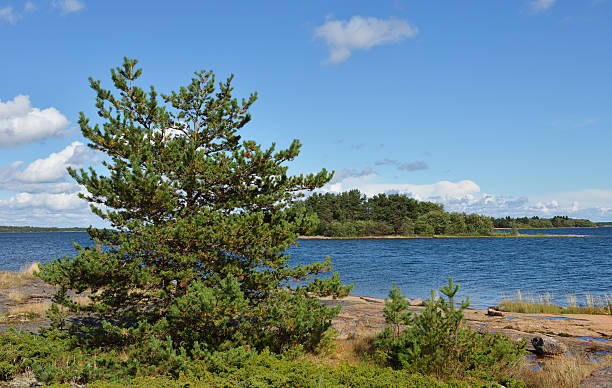 istock Landscape with pine trees on rocks 518281595