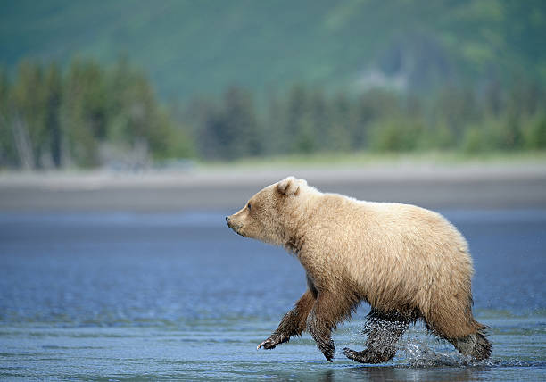 istock Grizzly bear cub running in shallow water 518281616