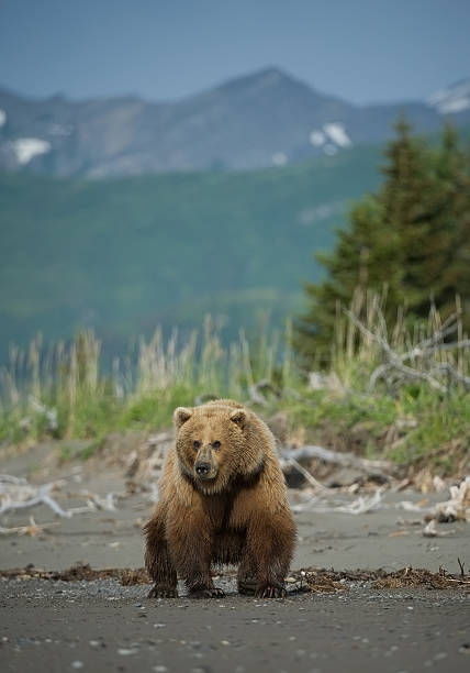 istock Grizzly bear standing on the beach 518281650