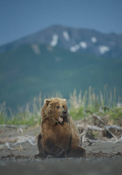 istock Grizzly bear sitting on the beach 518281694