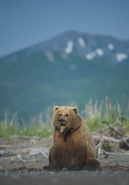 istock Grizzly bear sitting on the beach 518281730