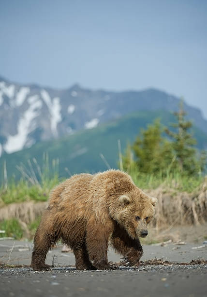 istock Grizzly bear walking on the beach 518281766