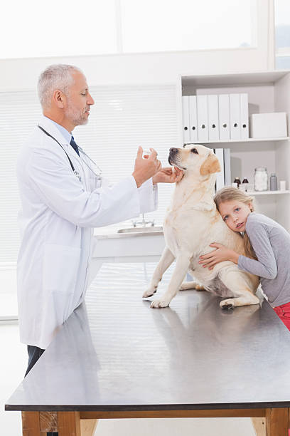 istock Vet examining a dog with its anxious owner 518281939