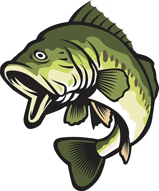 Vector illustration of largemouth bass