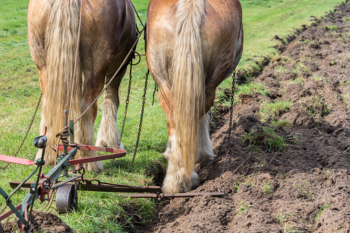 Two brown draft horses with a traditional plough