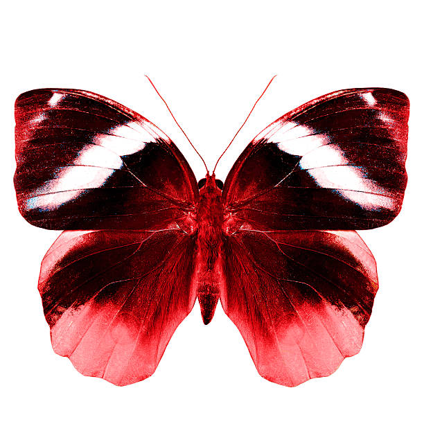 istock Beautiful Red Butterfly in fire look isolated on white backgroun 518282764