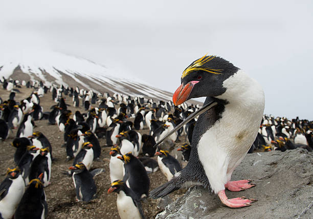 pingwin złotoczuby stojący na skale - south sandwich islands zdjęcia i obrazy z banku zdjęć