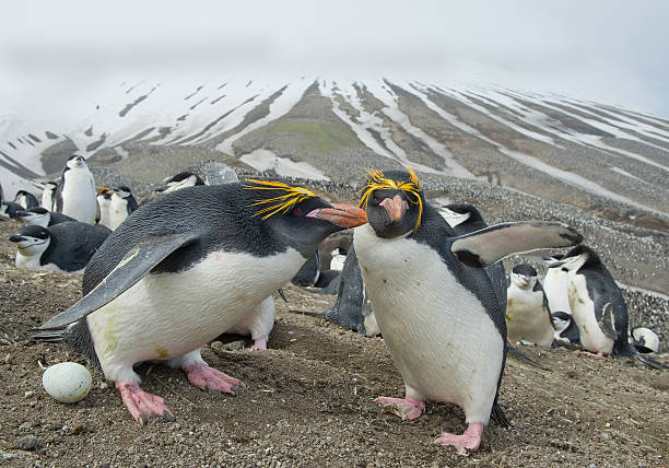 para makaronów pingwiny stojący w tym gniazdo z jaj - south sandwich islands zdjęcia i obrazy z banku zdjęć
