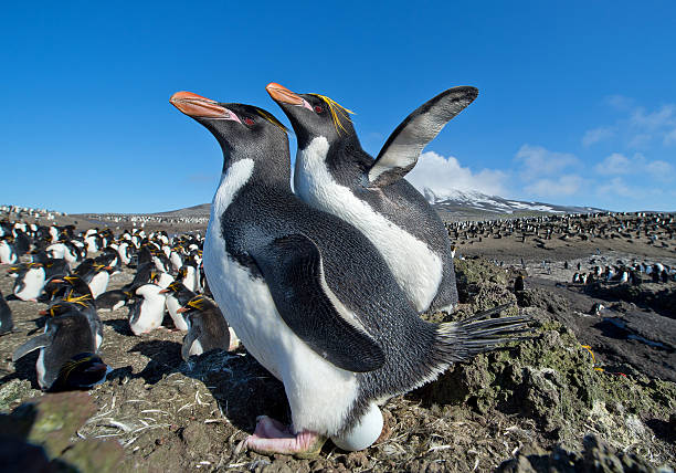 para makaronów pingwiny stojący w tym gniazdo z jaj - south sandwich islands zdjęcia i obrazy z banku zdjęć