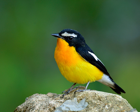 Male of Yellow-rumped flycatcher, Korean flycatcher or tricolor flycatcher (Ficedula zanthopygia) the beautiful yellow and black with white stripe wings bird standing on the rock with nice green background