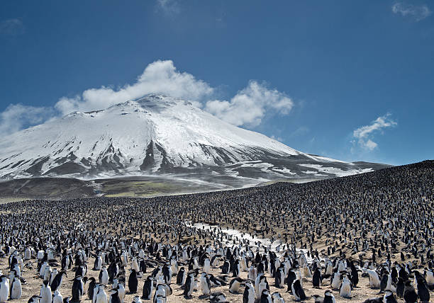 ogromna kolonią pingwiny z góry śnieżne - south sandwich islands zdjęcia i obrazy z banku zdjęć