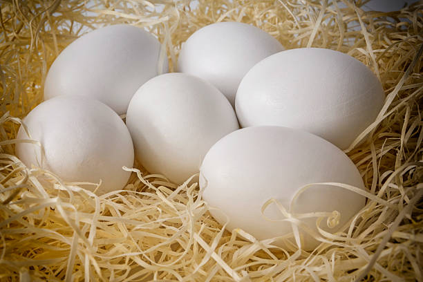istock Close-up white chicken eggs on a bed of straw 518283648